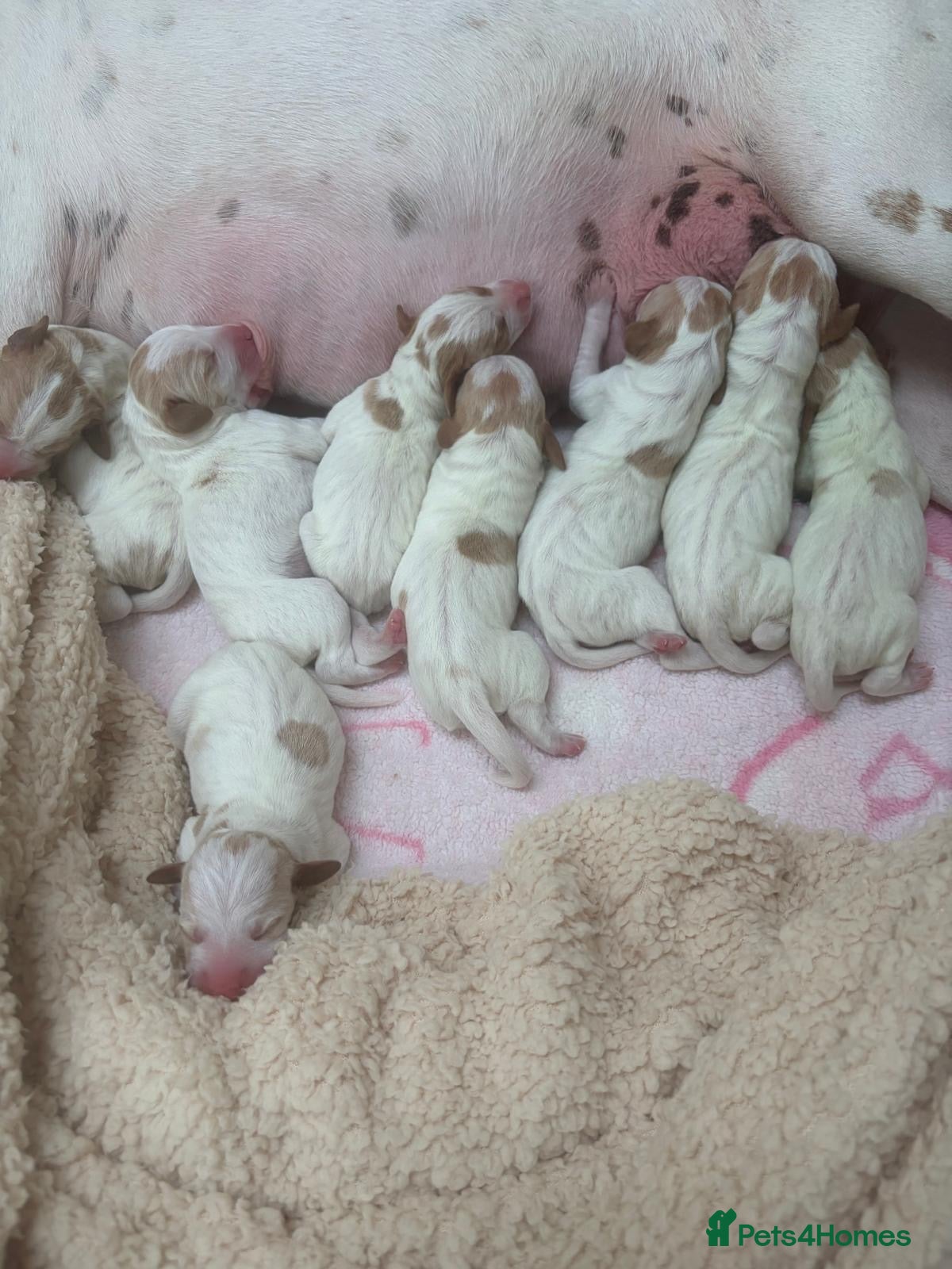Pointer dogs Pointer pups | Working & Champion Bloodlines  - Advert 6