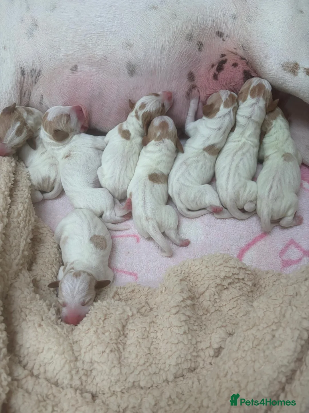 Pointer dogs for sale: Pointer pups | Working & Champion Bloodlines  - Advert 1