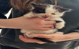 British Shorthair cats for sale: Kittens - Image 12