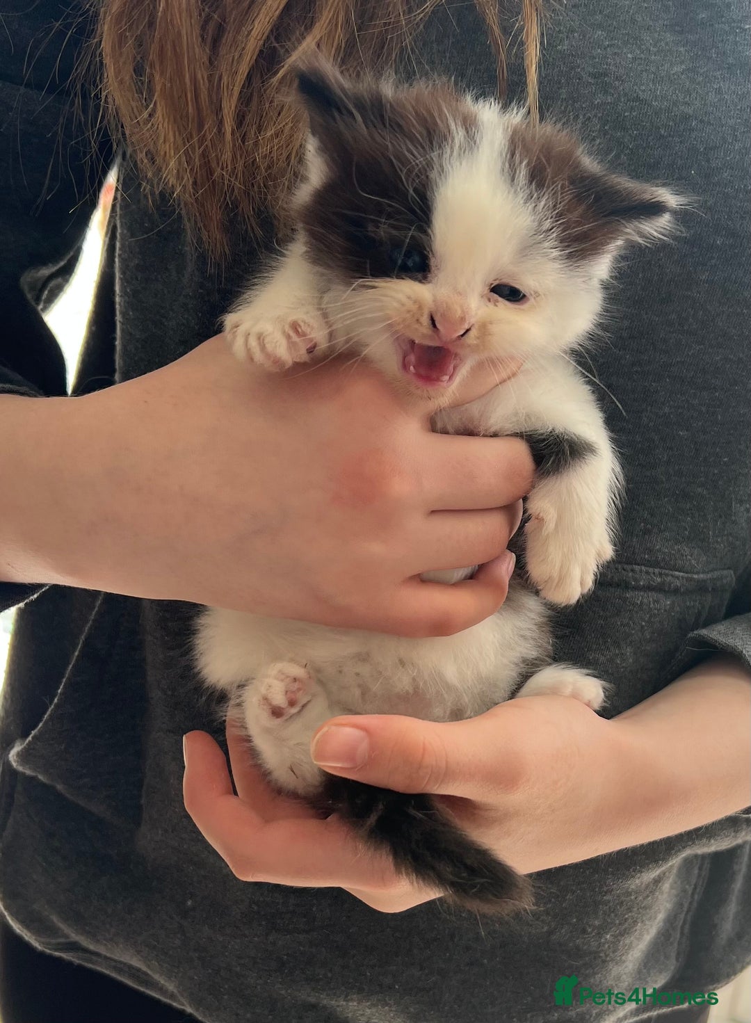 British Shorthair cats for sale: Kittens - Image 12