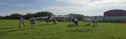 Irish Cob horses for sale: super friendly TGCA filly - Advert 8