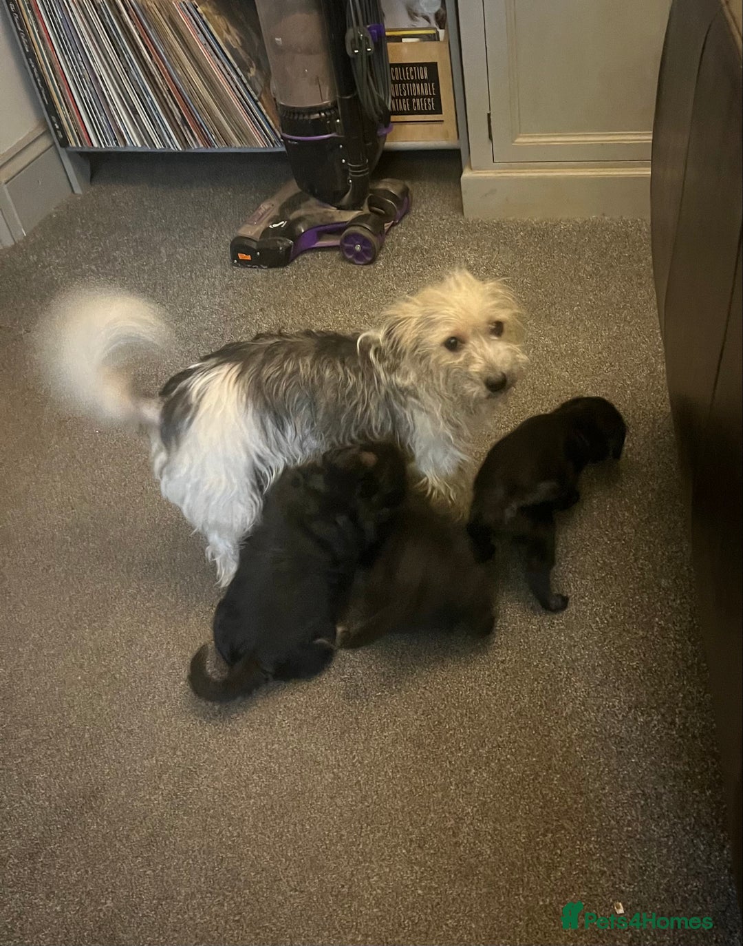 Jackapoo dogs for sale: JACKAPOO Puppies, DNA health screened - Advert 2