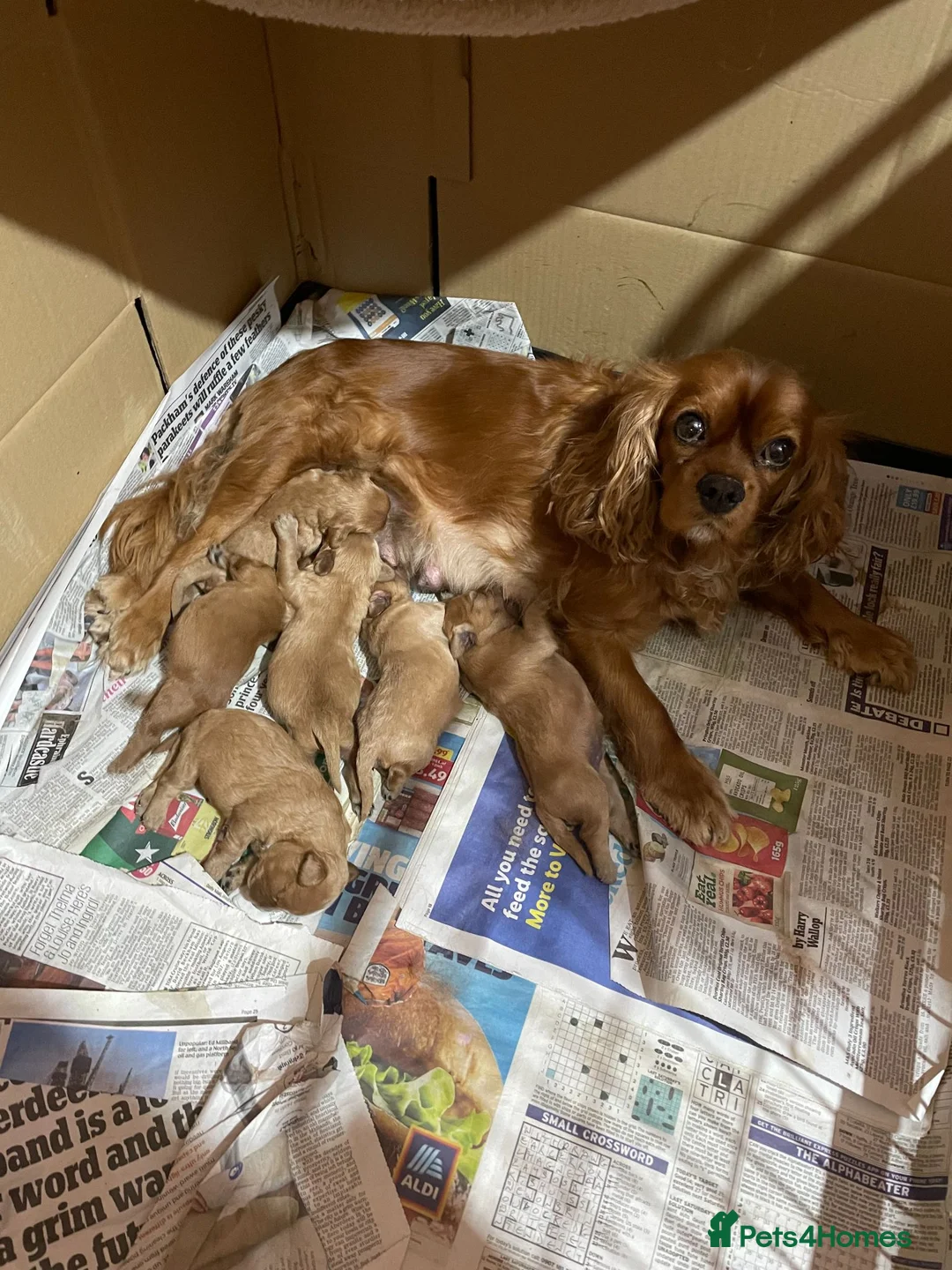 Cavapoo dogs for sale: Beautiful Golden cavapoo puppies - Advert 1