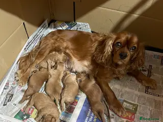 Cavapoo dogs Beautiful Golden F1 cavapoo puppies - Advert 3