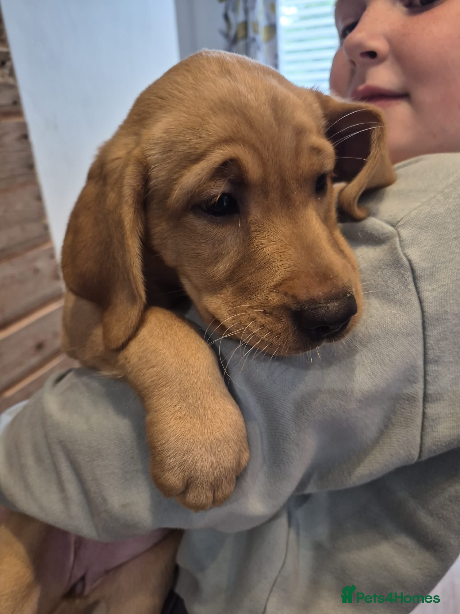 Labrador Retriever dogs Beautiful labrador puppies ready to go  - Advert 1