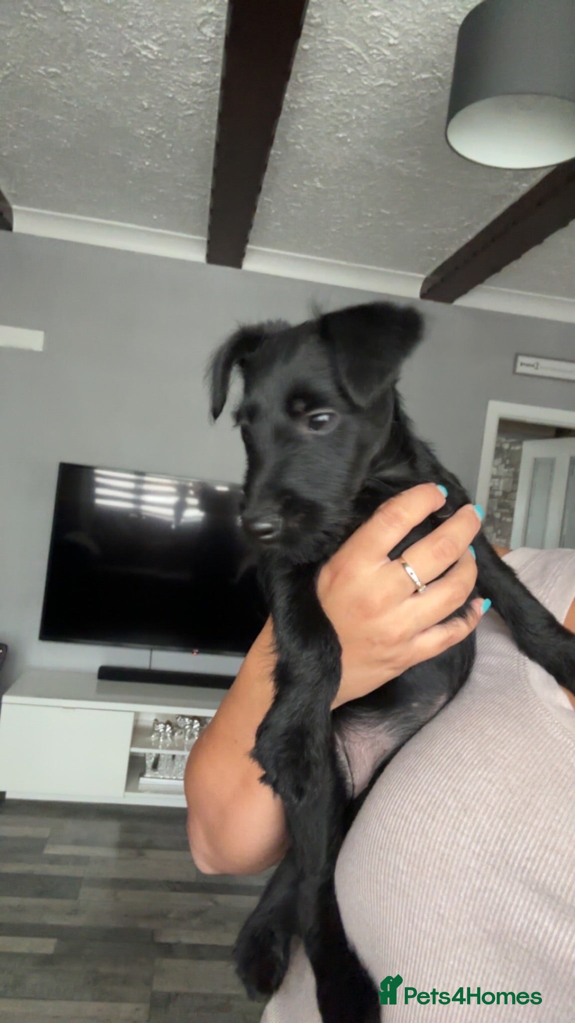 Patterdale Terrier dogs Pure black patterdale female pup - Advert 2