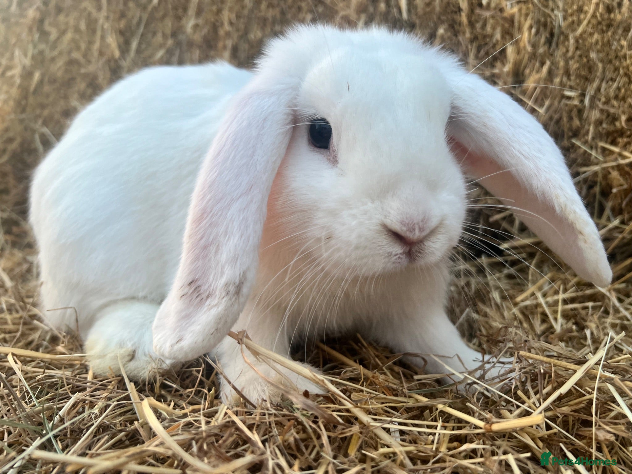 Mini Lop rabbits Beautiful Baby Mini Lops - Advert 1