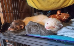 Ferret rodents for sale: 2 male pet ferrets and full setup  - Image 5