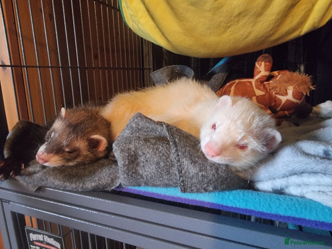 Ferret rodents for sale: 2 male pet ferrets and full setup  - Image 5