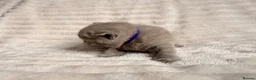 British Shorthair cats for sale: Beautiful Purebred British Shorthair Kittens - Advert 12