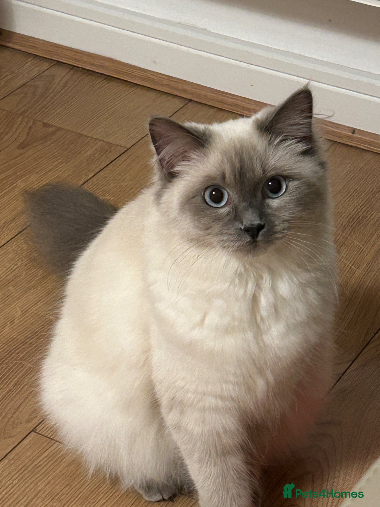 Ragdoll cats Ragdoll  - Advert 1