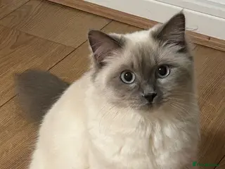 Ragdoll cats Ragdoll - Advert 3