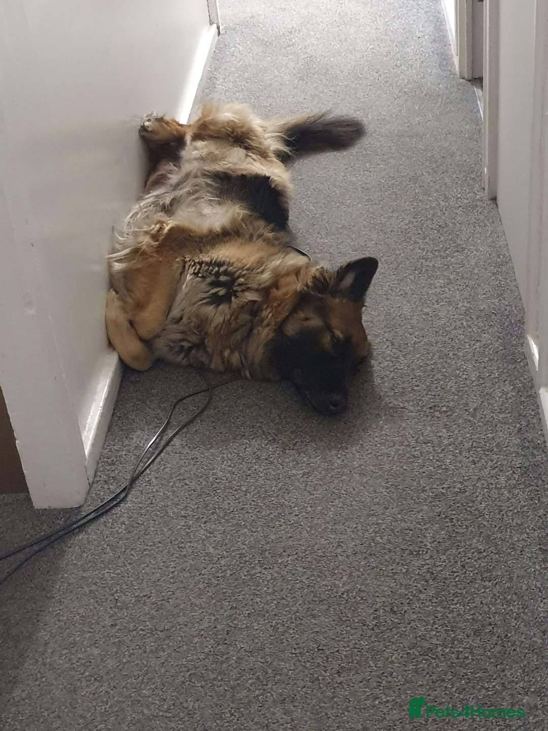 German Shepherd dogs for sale: Astra - Advert 4