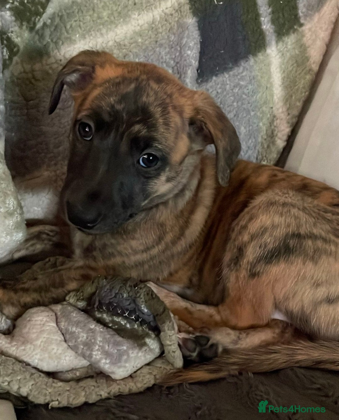 Whippet dogs KC  REG WHIPPET PUPS - Advert 1