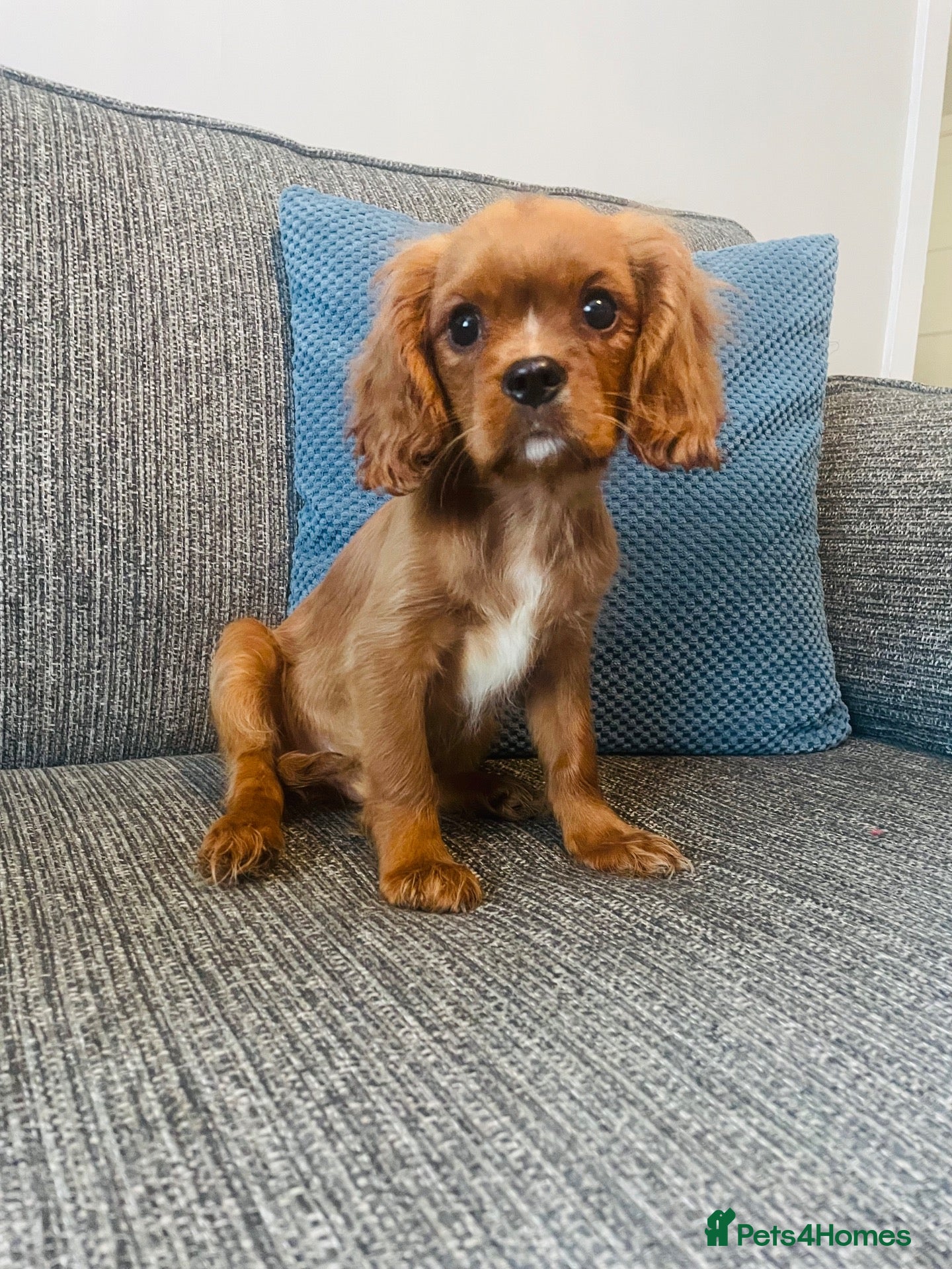 Cavalier King Charles Spaniel dogs Red full breed cavalier boys  - Advert 1