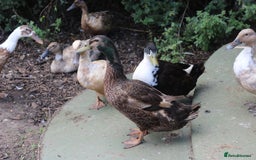 Ducks poultry for sale: Ducklings - Image 2