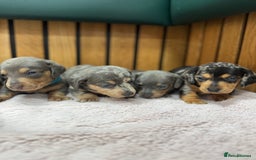 Miniature Dachshund dogs for sale: 5⭐️ Licensed breeder. Kc reg Pra clear - Image 7