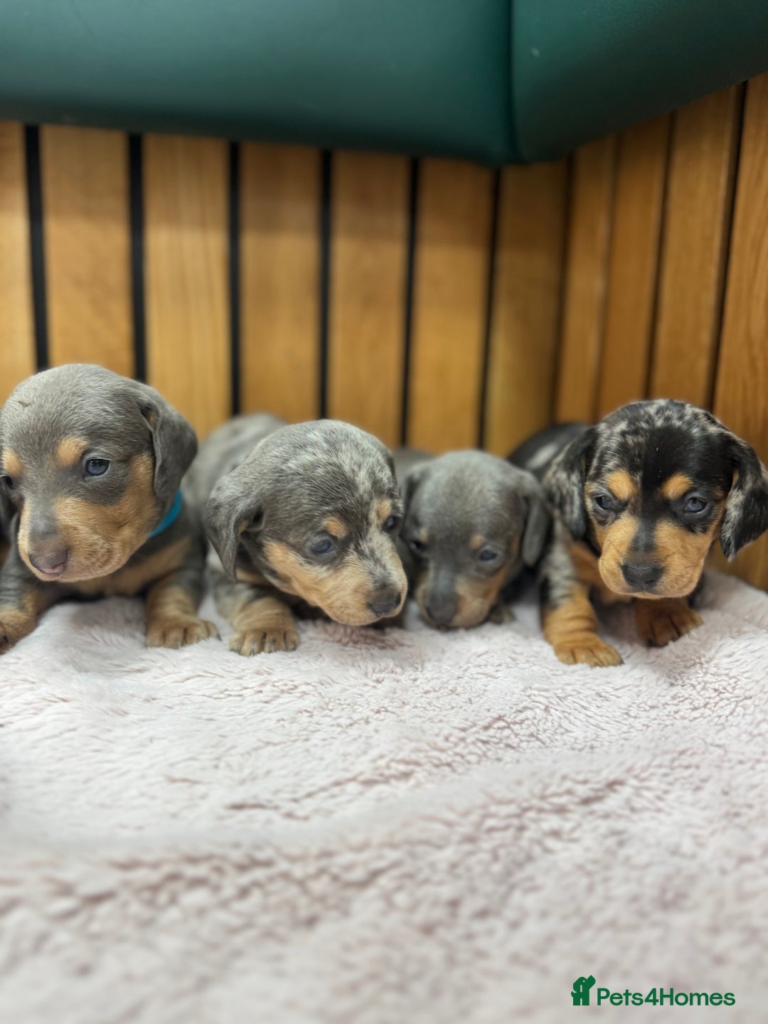 Miniature Dachshund dogs for sale: 5⭐️ Licensed breeder. Kc reg Pra clear - Image 7