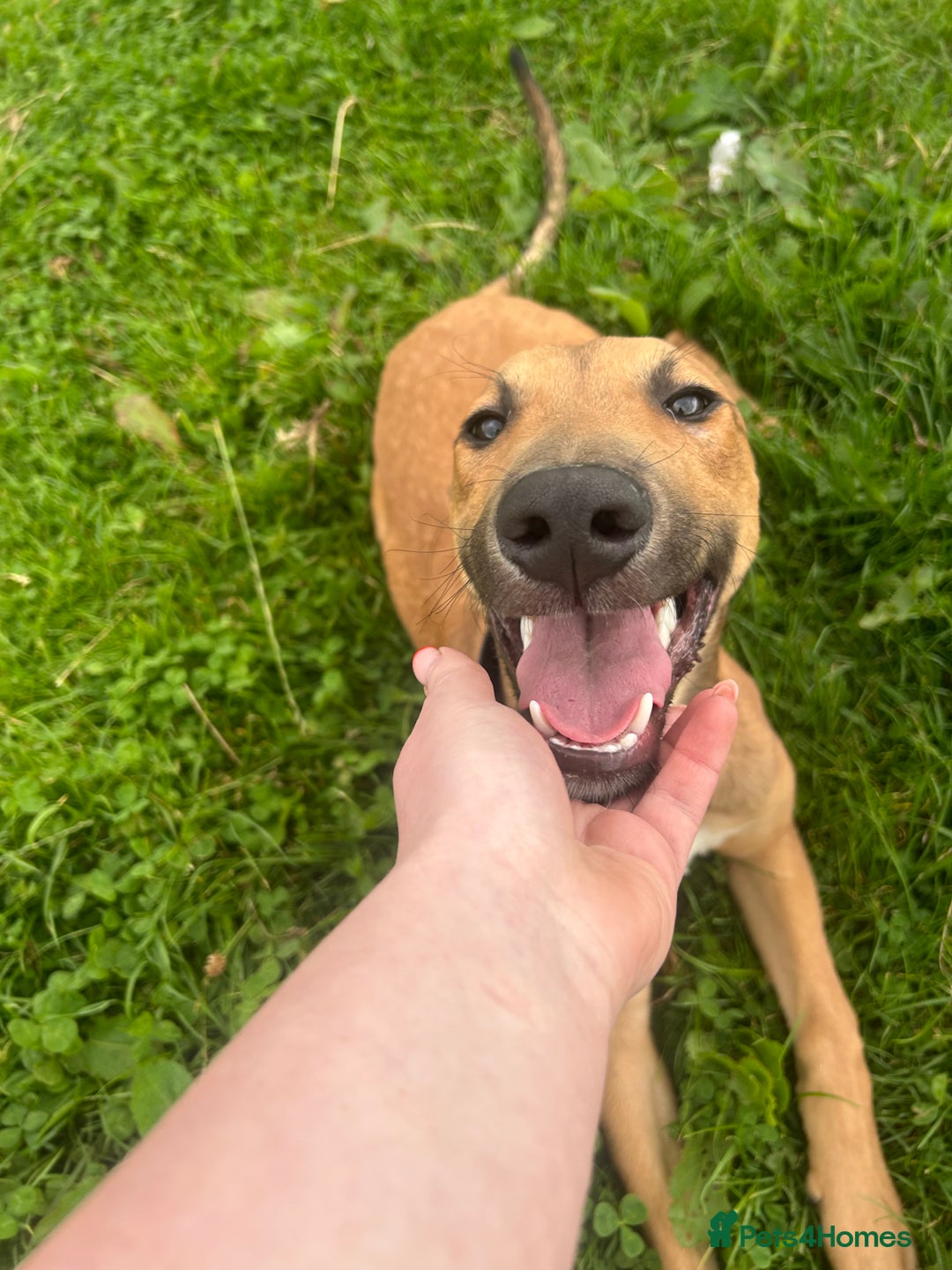Mixed Breed dogs for sale: Spike - Image 2