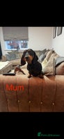 Dachshund dogs Dachund - Advert 1