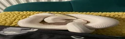 Python Snake reptiles for sale: Mojave Pied Het Albino Ball Python - Advert 5