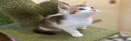 Munchkin cats for sale: Full Pedigree Munchkin Kittens - Advert 32
