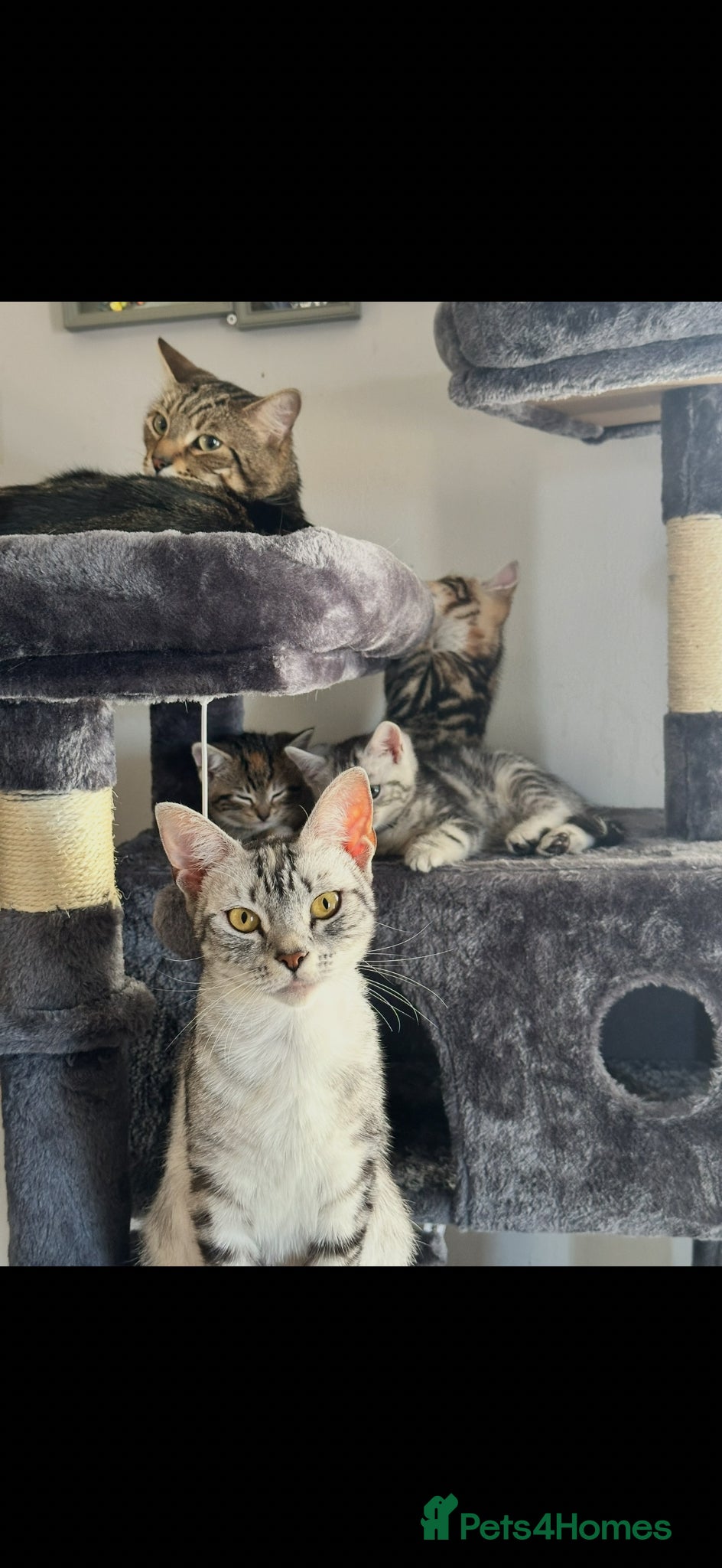 Domestic Shorthair cats for sale: Last Tabby female remaining  - Advert 2