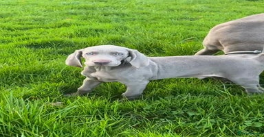 Weimaraner dogs - Advert 11