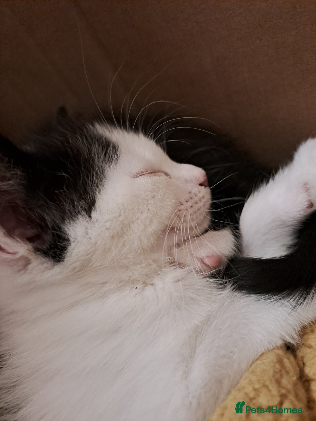 Mixed Breed cats for sale: Beautiful Kittens Looking for Homes - Advert 2