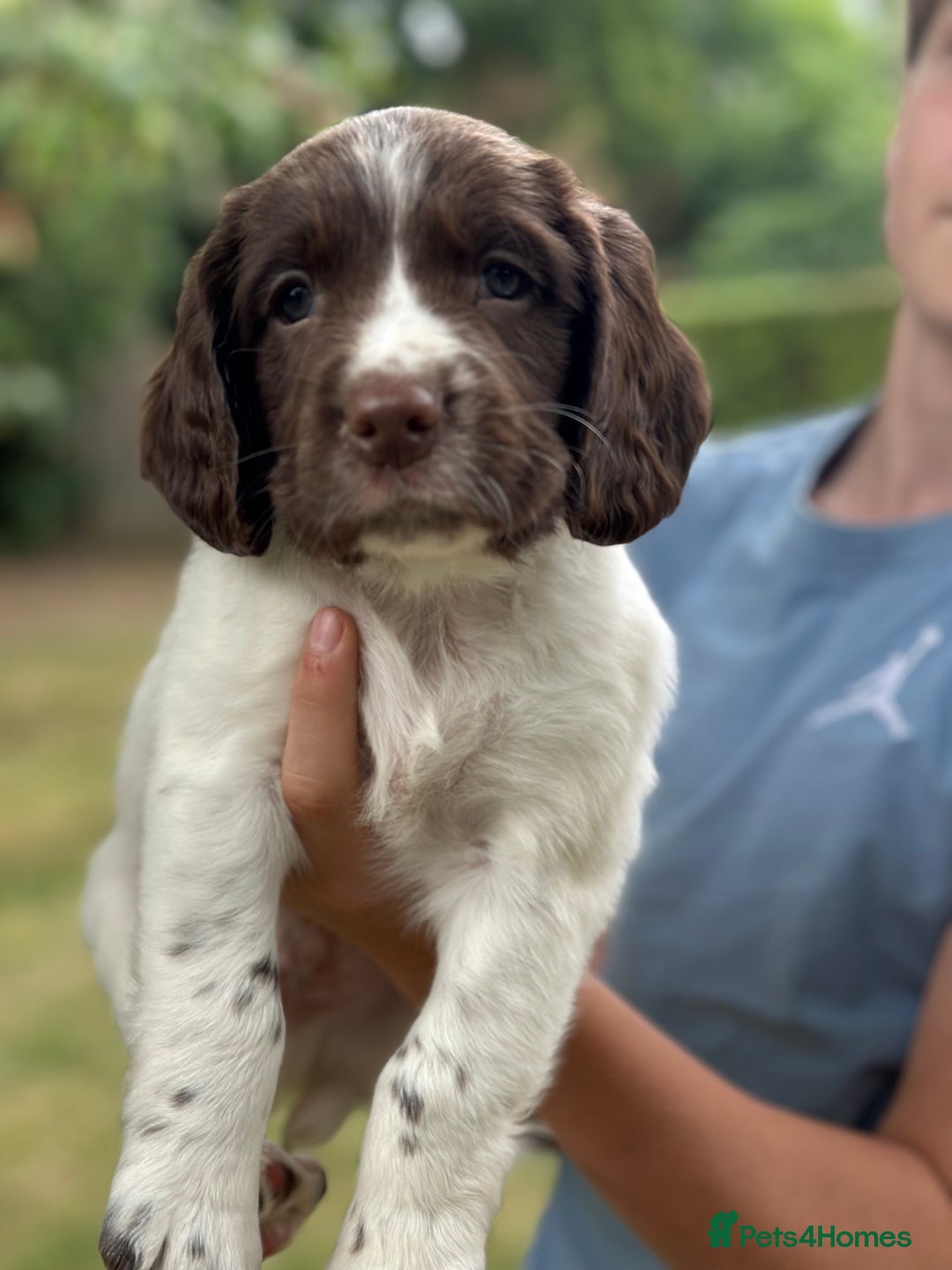 English Springer Spaniel dogs for sale: Springer spaniel puppies  - Image 21