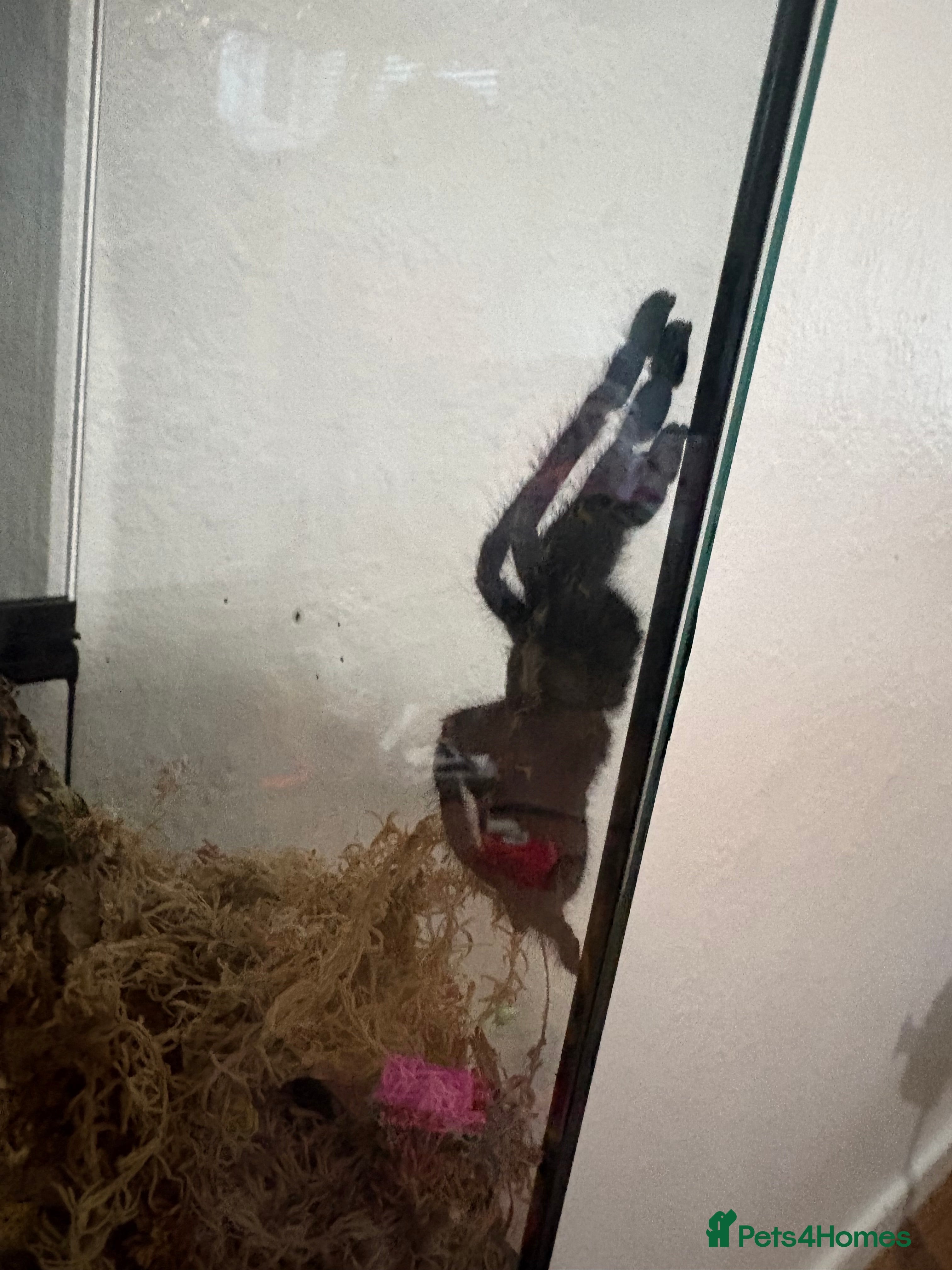 Spiders invertebrates Tarantulas For Sale (gooty sapphires etc.)  - Advert 1