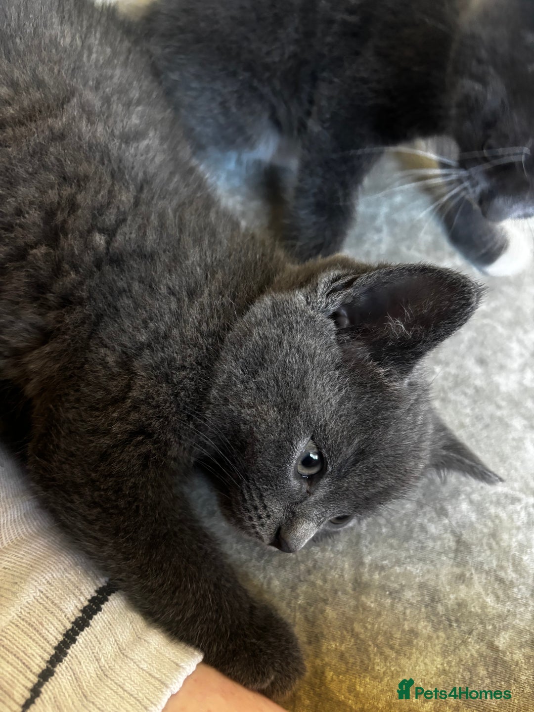 Norwegian Forest Cat cats for sale: Norwegian forest kittens  - Image 2