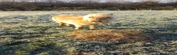 Shetland pony horses for sale: Loving pony looking for new home in Holsworthy - Advert 3