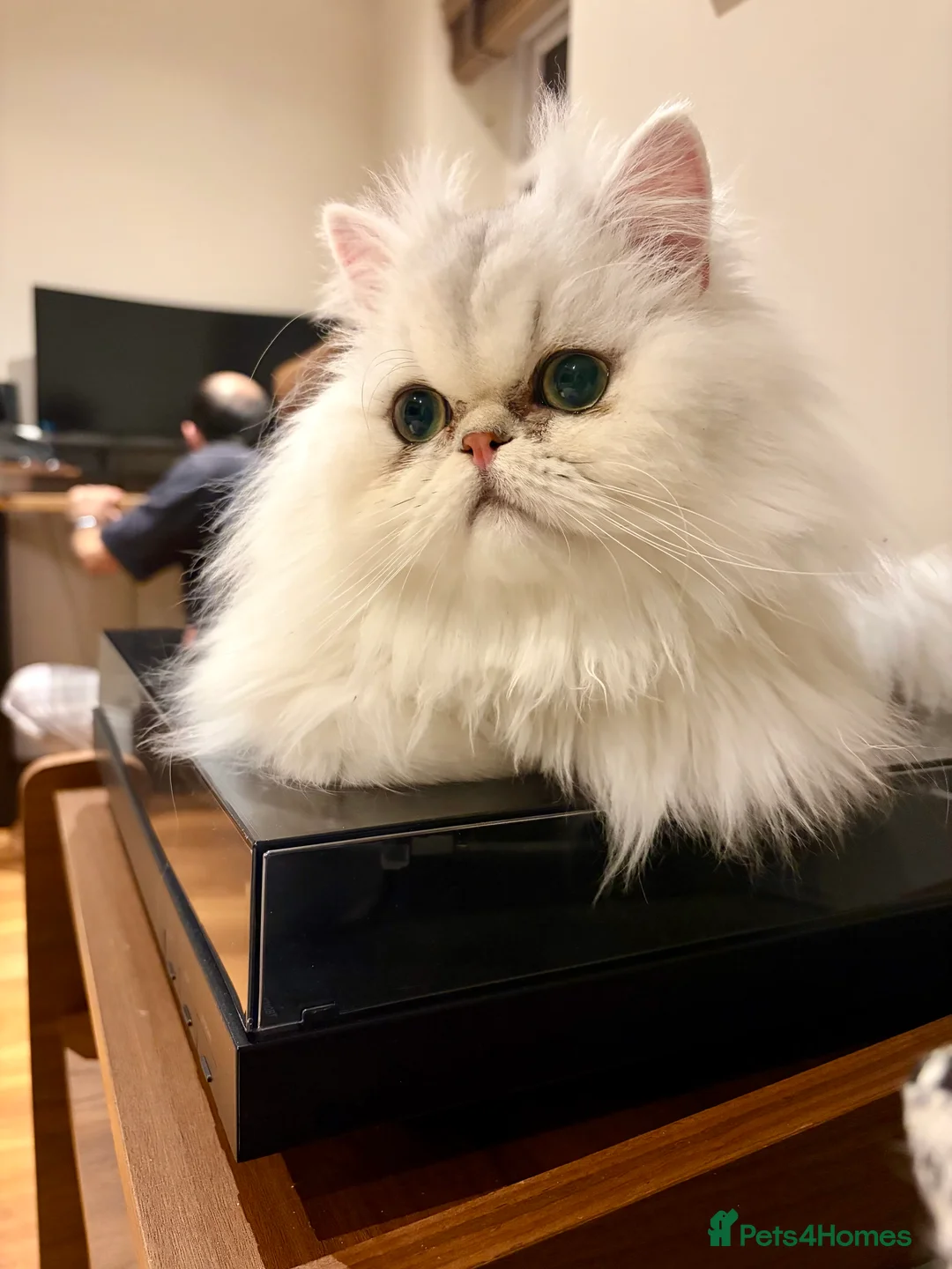 Persian cats for sale: Gorgeous Playful Male Persian Chinchilla - 1.5 Yrs - Advert 4
