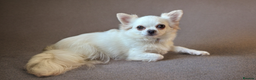 Chihuahua dogs for sale: Last show quality KC long coat Boy  - Advert 20