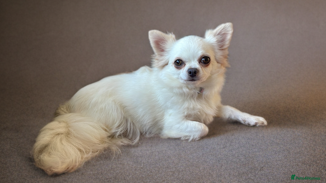 Chihuahua dogs for sale: Last show quality KC long coat Boy  - Advert 20