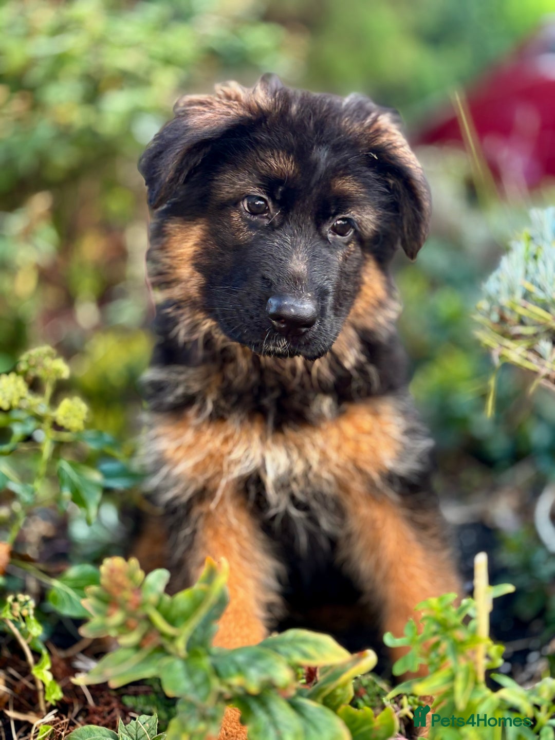 German Shepherd dogs for sale: Ready for new home. German Shepard 1 boy Left!!!  - Image 6