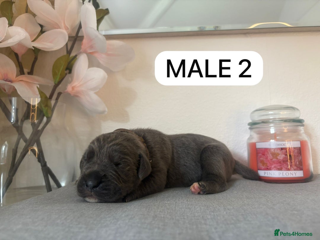 Mixed Breed dogs for sale: Italian Mastiff puppies available  - Image 2