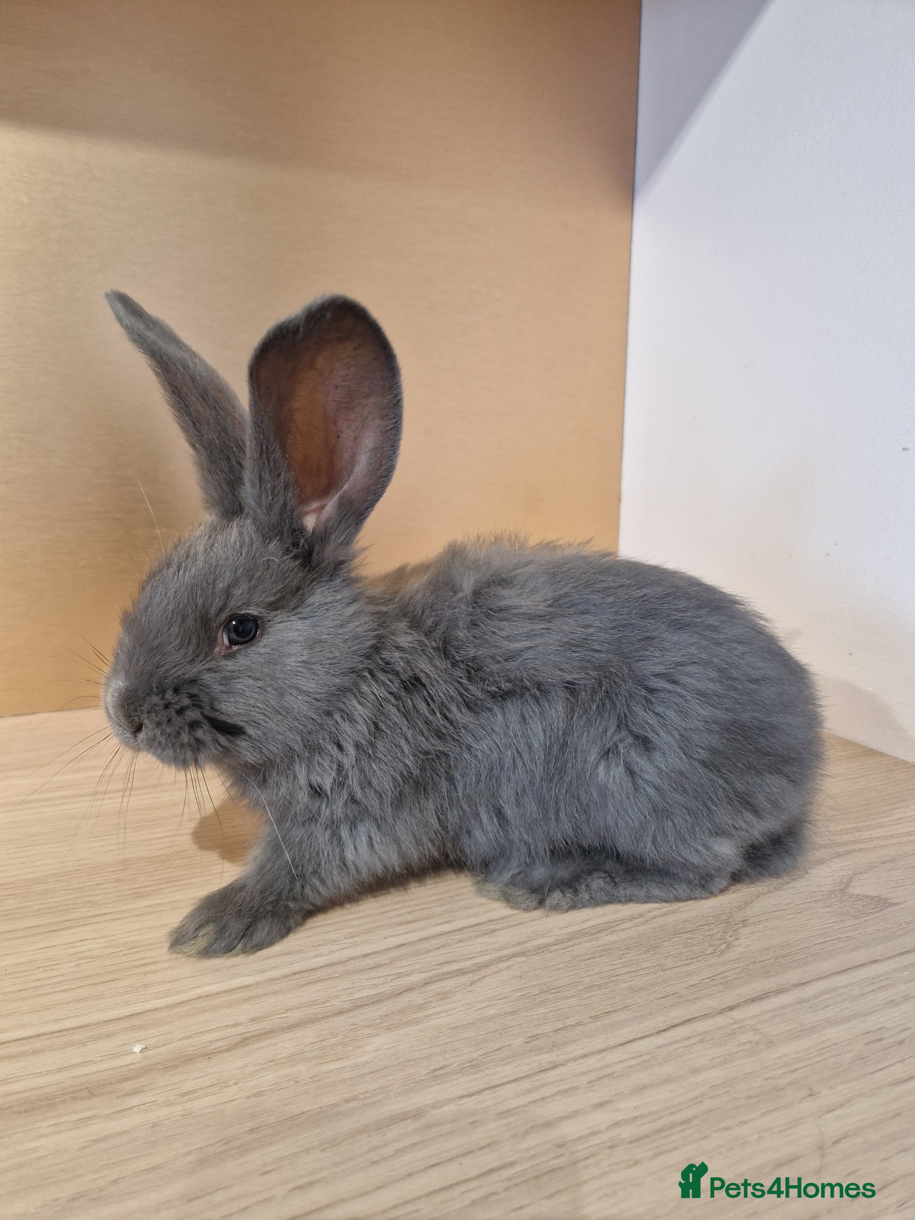 Continental Giant rabbits Continental Giant Blue  in Carlisle - Advert 3