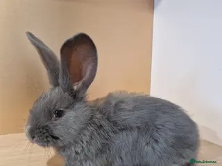 Continental Giant rabbits Continental Giant Blue in Carlisle - Advert 3