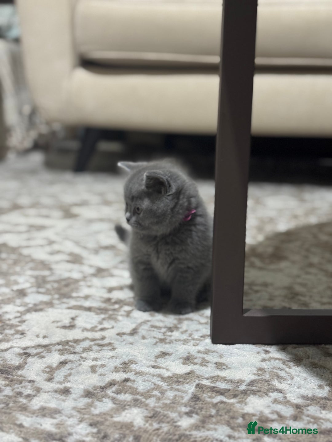 British Shorthair cats for sale: CHUNKY CHAMPION LINE BRITISH BLUE SHORTHAIR KITTEN - Advert 4