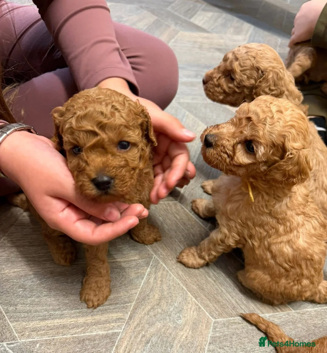 Miniature Poodle dogs for stud: Proven - KC REG MINIATURE POODLE STUD 🐩🐾 in Doncaster - Advert 20