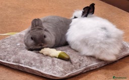 Lionhead rabbits for sale: Two bonded very friendly rabbits with cage - Image 1