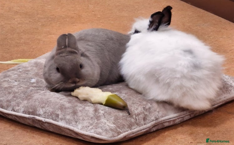 Lionhead rabbits - Advert 3