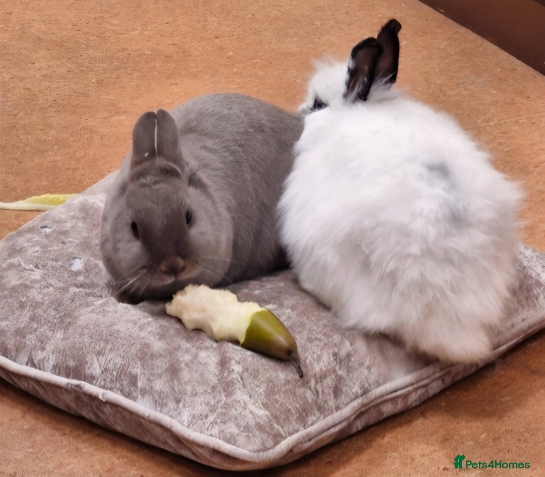 Lionhead rabbits for sale: Two bonded very friendly rabbits with cage - Image 1