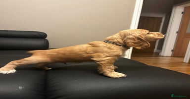 Cocker Spaniel dogs - Advert 1