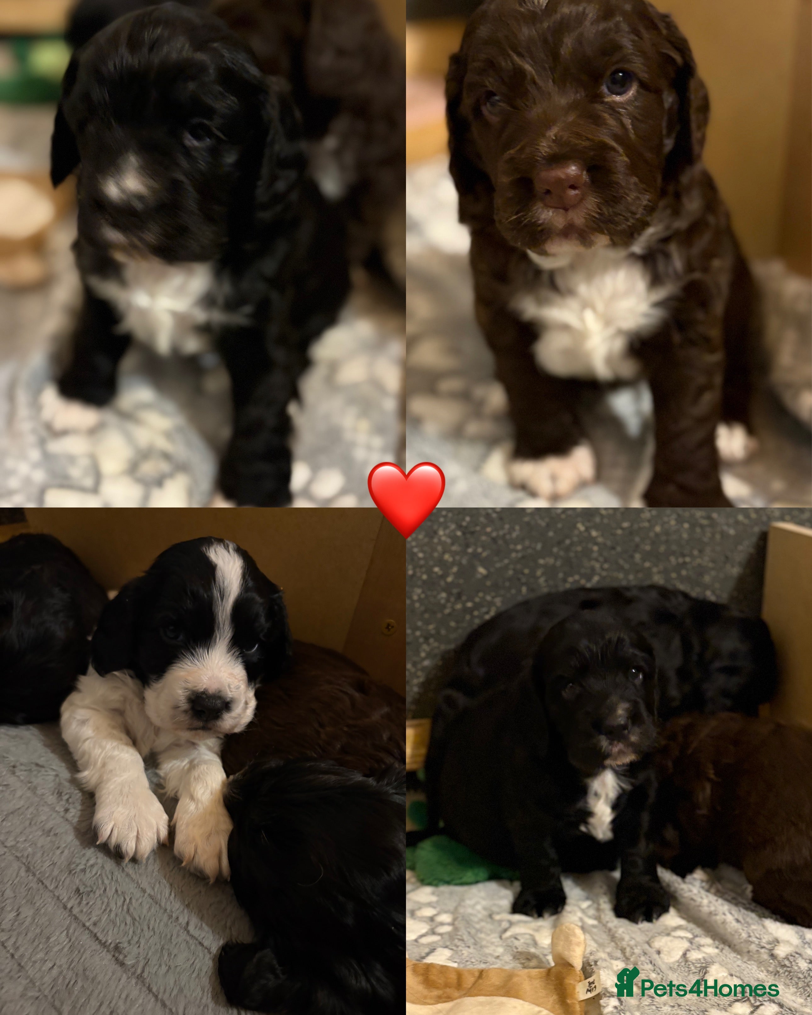 Cocker Spaniel dogs ⭐️Cocker spaniel puppy’s⭐️ - Advert 7