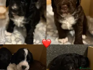 Cocker Spaniel dogs ⭐️Cocker spaniel puppy’s⭐️ - Advert 16