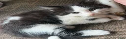 Mixed Breed cats for sale: 6 kittens for sale  - Advert 15
