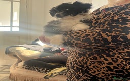 Mixed Breed dogs for sale: Fluffy babies  - Advert 4